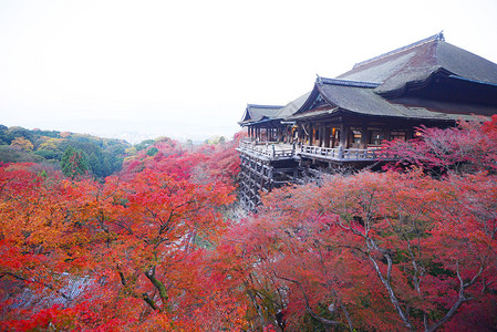 在京都一座山上的木制寺庙里叶子上图片