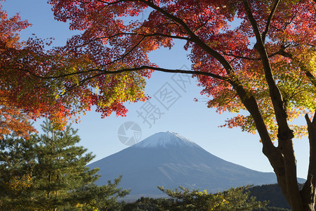 这张照片是在秋天的富士山周边地区拍摄的背景图片