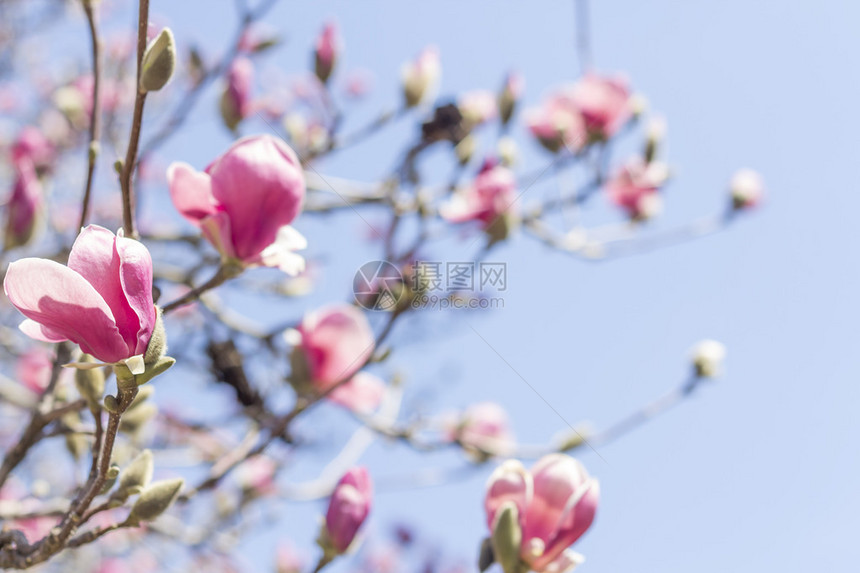 花朵粉红色的花朵盛图片