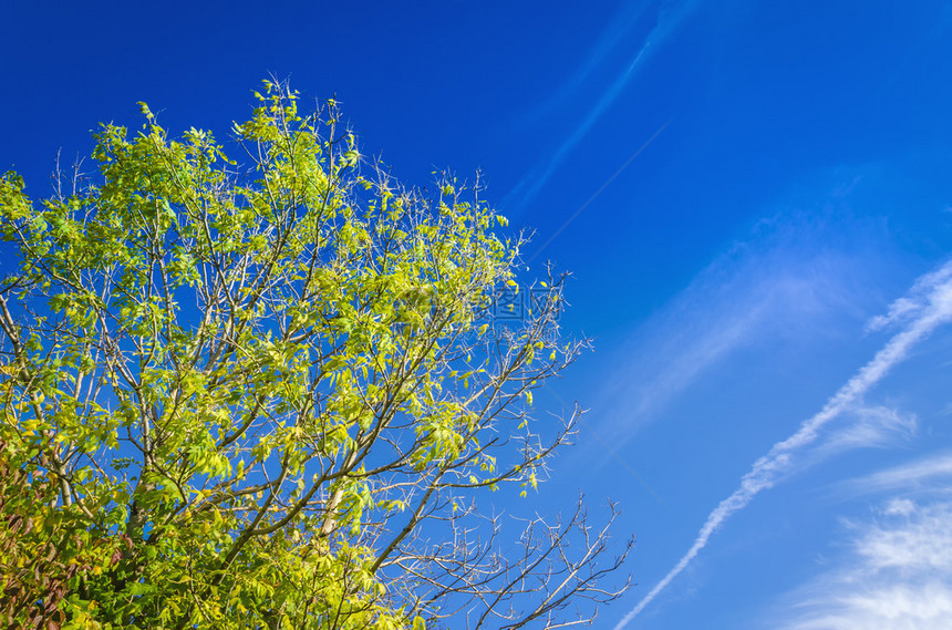 在蓝天背景的绿树图片