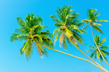 蓝天映衬下高的棕榈树的壮丽景色图片