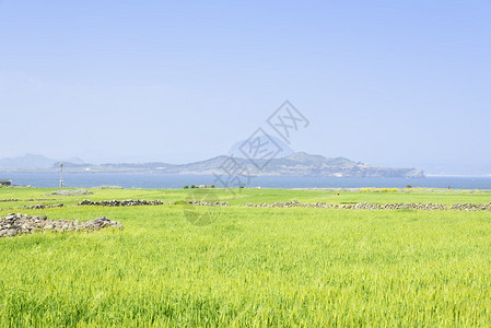 山房韩国济州岛Gapado岛绿色大麦田景色的Sanbangsan和Songaks背景