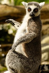 环尾狐猴Lemurcatta是一种大型链霉灵长类动物背景图片