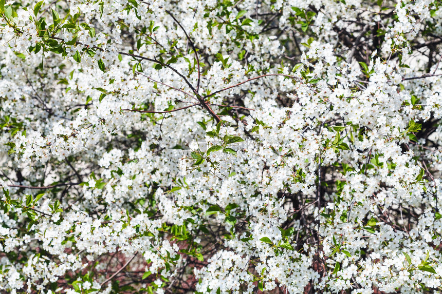 春日樱花白图片