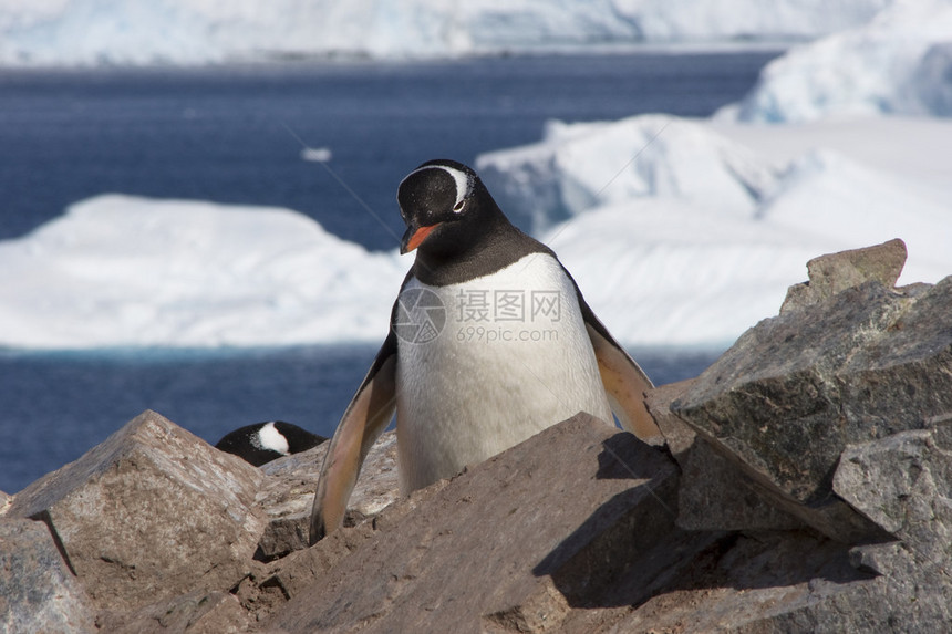 巴布亚企鹅南极洲图片