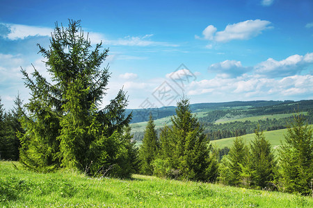 自然景观与杉树森林绿色植被草甸和明亮的蓝天图片