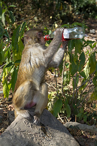 猴子在户外喝可口可乐图片