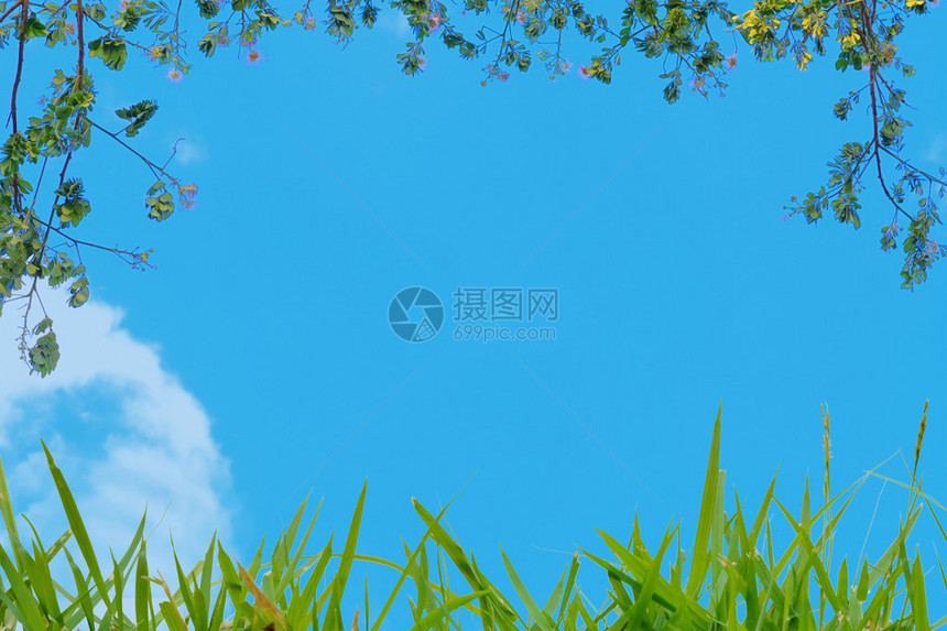 用于模板背景的蓝色天空绿色树图片