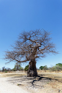 雄伟的老猴面包树AdansoniadigitataNgoma图片