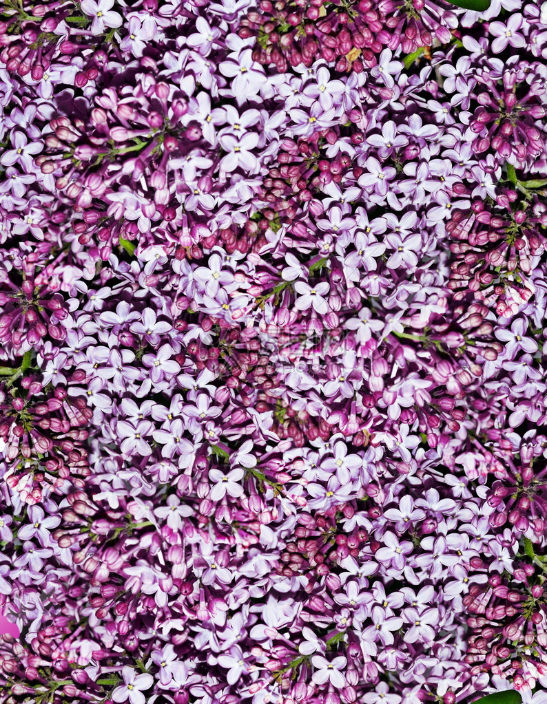 淡紫色花的背景图片