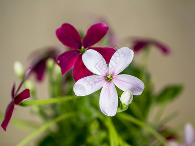 仰光爬山虎花图片