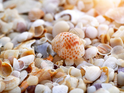 阳光下海滩上的贝壳图片