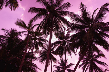 在日落热带海滩的两棵棕榈树剪影图片