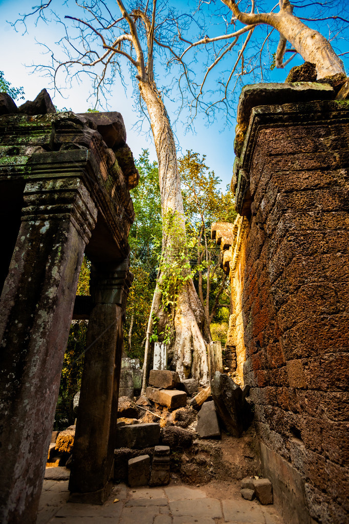 Angkor考古公园古老佛教塔普罗姆寺庙的建筑柬埔寨纪念碑暹粒图片