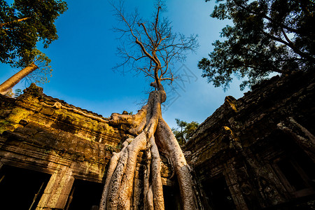 般若波罗蜜多心经Angkor考古公园古老佛教塔普罗姆寺庙的建筑柬埔寨纪念碑暹粒背景