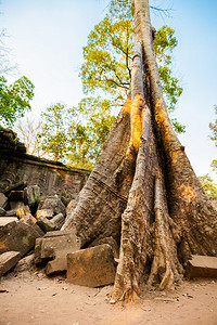 般若波罗蜜多心经Angkor考古公园古老佛教塔普罗姆寺庙的建筑柬埔寨纪念碑暹粒背景