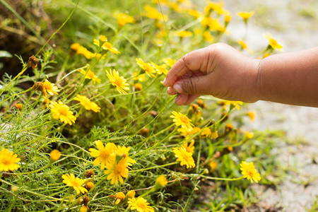 夏天一个女孩在草地上采摘黄色的花朵图片