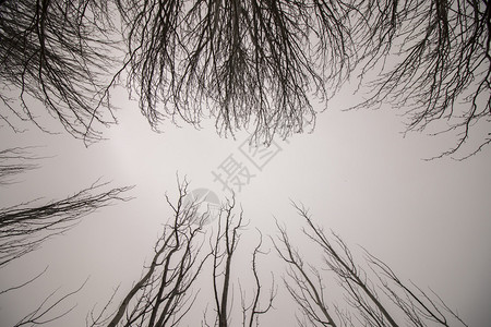 有许多树枝的光秃的树木的俯视图背景图片