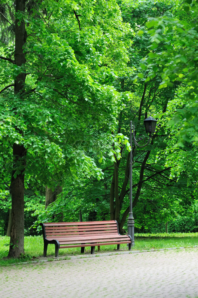 在绿树丛中的sunmmer公园的长椅图片