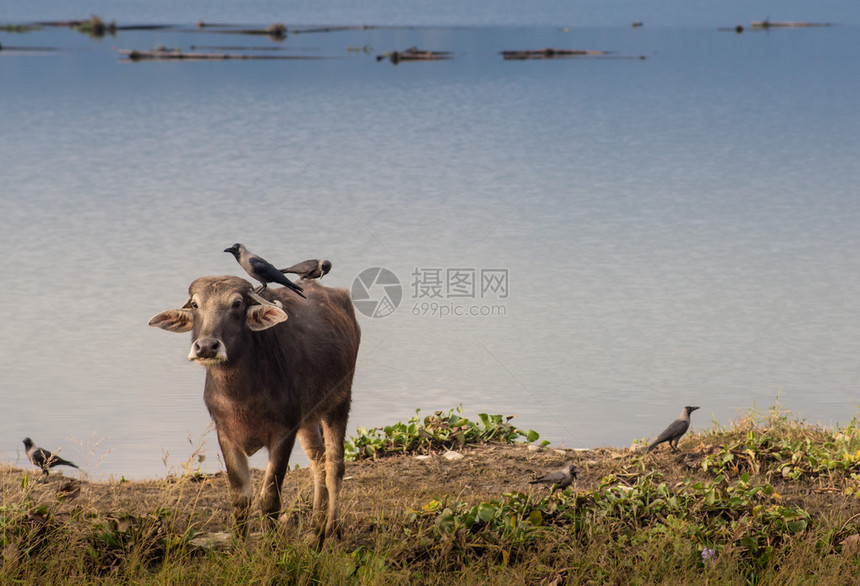 尼泊尔国内水牛肖像2图片