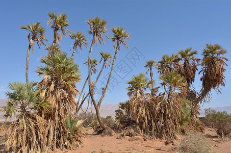 以色列伊拉特附近的杜姆棕榈是世界上最北高清图片