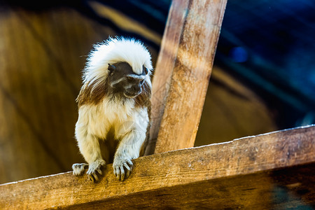 在动物园木板上坐着的猴子图片