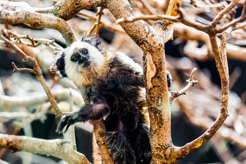在动物园的树枝上坐着猴子白脸图片