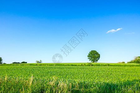 春蓝天空下一片农业绿作物图片