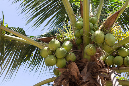 有椰子果的甜椰子树图片