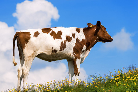 白牛和棕牛在山地牧场上青草黄花图片