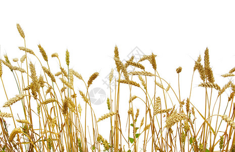 孤立在白色背景上的小麦图片