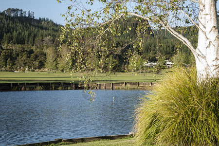 池塘周围环绕着银白桦树的绿色和垂悬的树枝图片