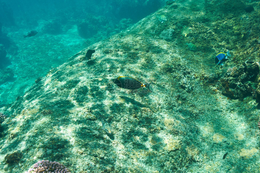 塞舌尔的珊瑚礁和鱼类图片