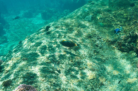 塞舌尔的珊瑚礁和鱼类图片