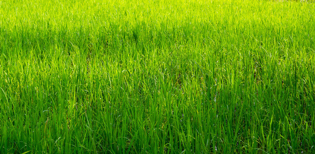 水稻种植稻谷绿色背景图片