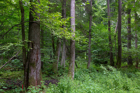 夏季Bialowieza森林图片