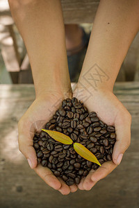 手中的咖啡豆和咖啡植物图片