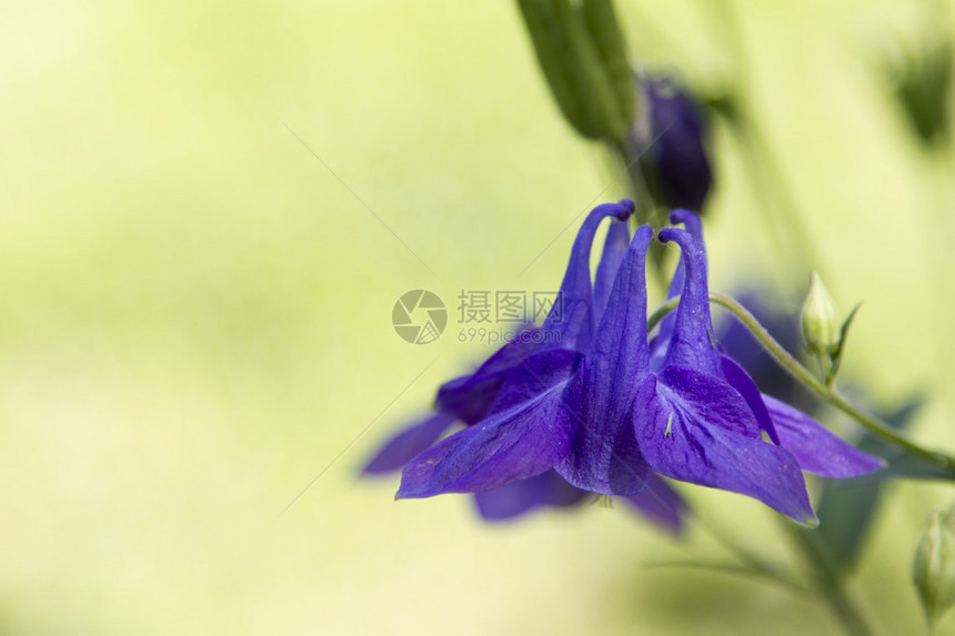 绿草模糊背景上蓝色的蓝铃花图片