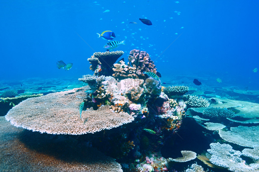 在马尔代夫珊瑚礁图片