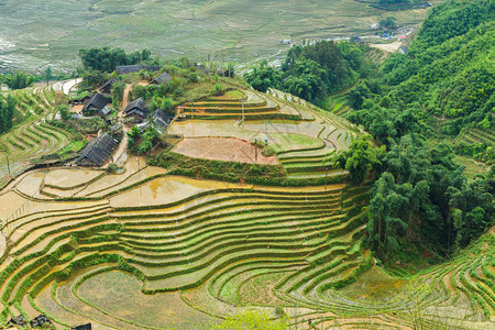 越南沙巴的稻田梯图片