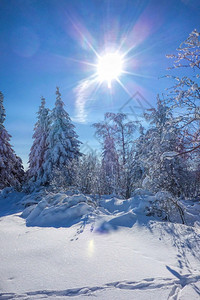 冬天和太阳的森林图片