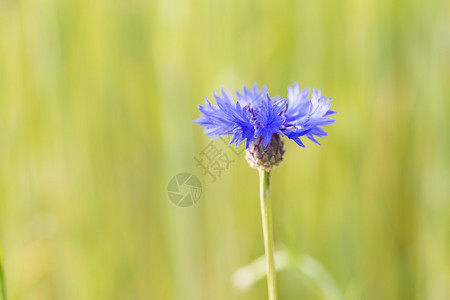 蓝色矢车菊开花的特写野花的自然背景图片