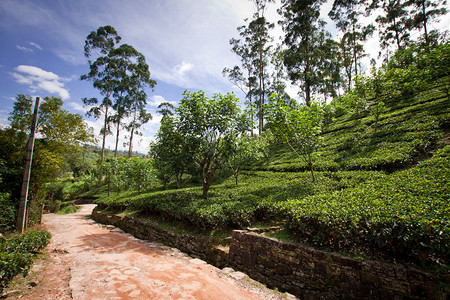 斯里兰卡的茶园景观图片