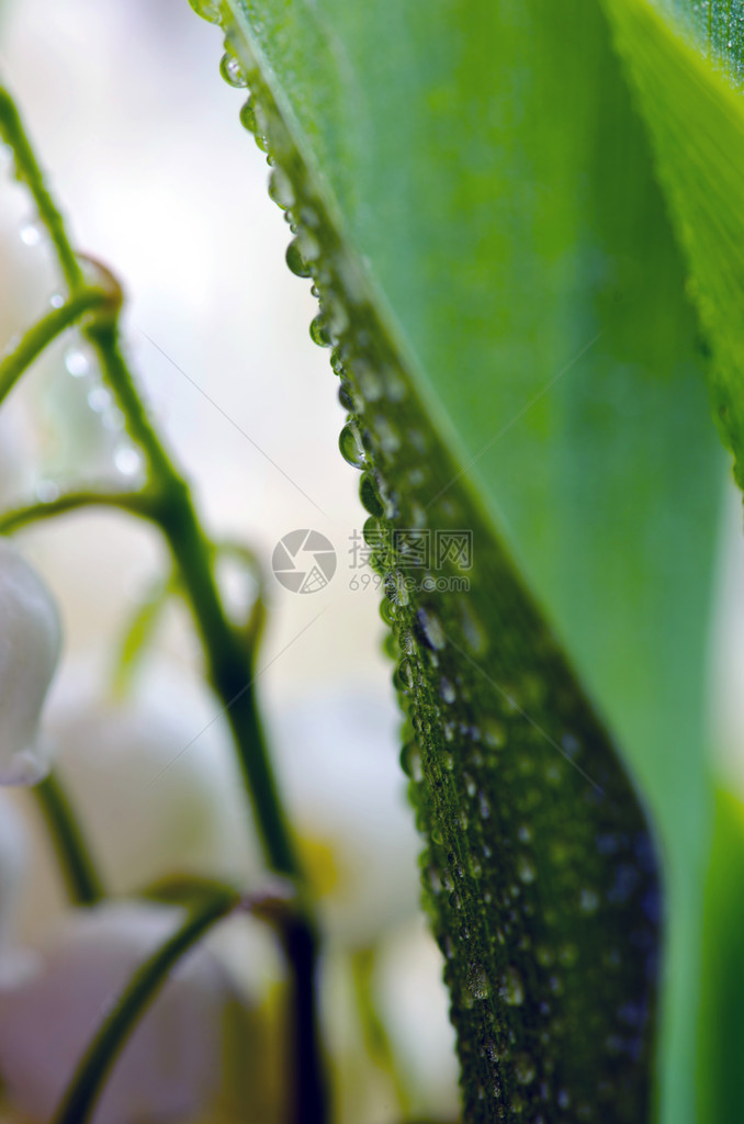 铃兰的特写图片