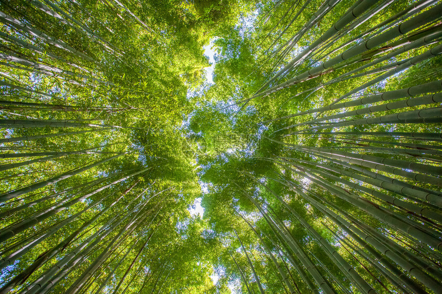 京都岚山旅游区美丽的竹林图片