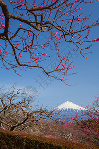 春天的梅花和富士山图片