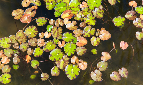 湖中水面上的叶子图片
