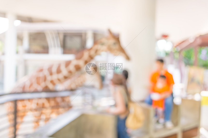 在动物园的Girffe女孩图片