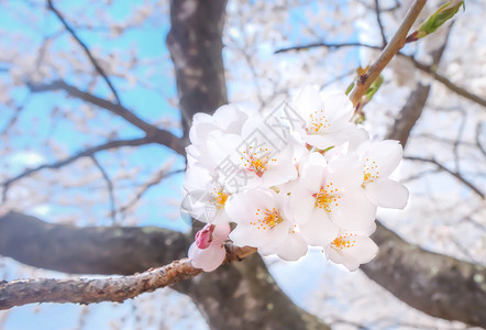 樱花白樱花背景的图像图片