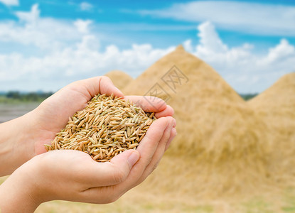 农民手上的特写稻米背景是干草堆图片
